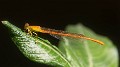 Ceriagrion glabrum male-225239